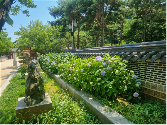 인천시 월미공원사업소가 산수국 개화기를 맞아 내달까지 월미공원 둘레길에서 ‘산수국과 함께하는 힐링산책’ 공간을 운영한다./인천시