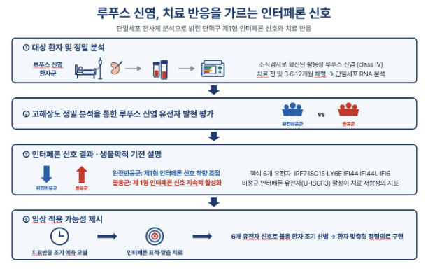 루푸스 신염, 치료 반응을 가르는 인터페론 신호 <사진=한양대학교의료원 제공>