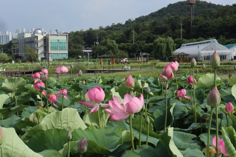 연꽃이 만발한 시흥연꽃테마파크. /시흥시