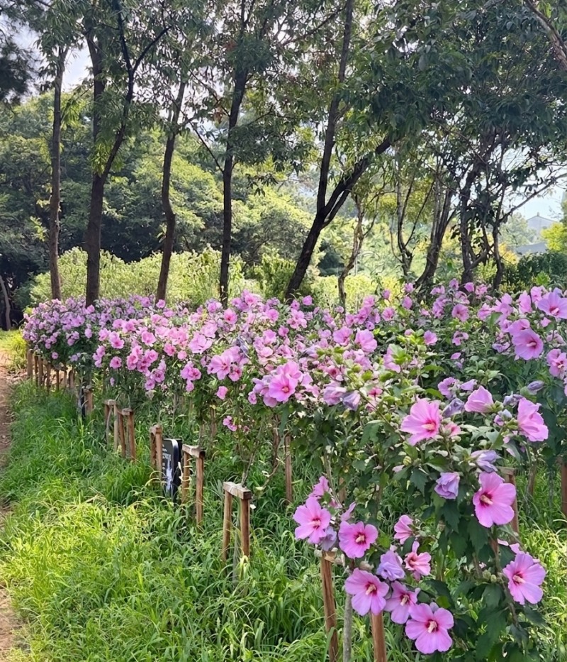 무궁화동산. /경기도