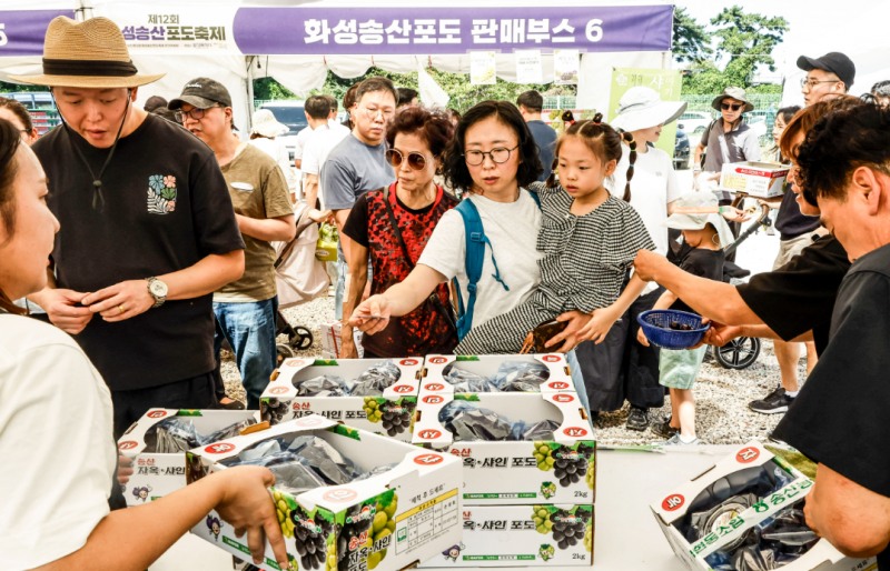 . 지난 6일 제12회 화성송산포도축제 포도 판매장에서 방문객들이 화성송산포도를 구매하고 있다. /화성시