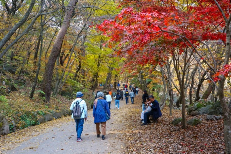 양평의 가을 풍경인 단풍. /양평군