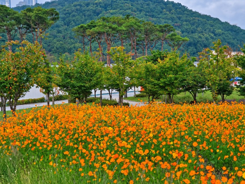 동탄여울공원 내에 주황빛 황화코스모스가 가득 피어나 가을의 정취를 더하고 있다./화성시