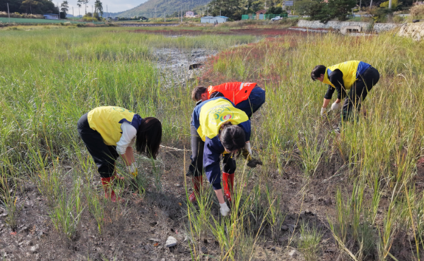 한전KPS 임직원이 진도군 임회면 남동리 갯벌에서 4개 기관 합동 갯줄풀 제거 작업을 하고 있는 모습.