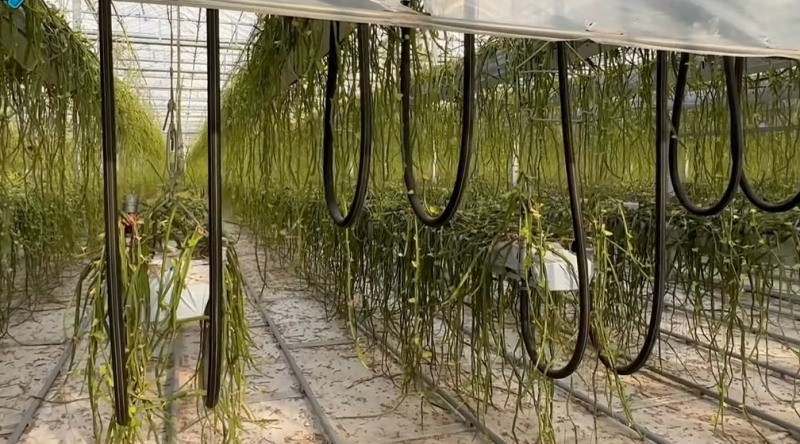 그린플러스의 시서스 재배 스마트팜. 시서스를 재배하는 스마트팜은 세계에서 그린플러스가 유일하다.(사진=더넥스트뉴스)