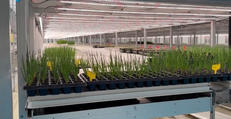 그린플러스의 쪽파 재배 스마트팜.(사진=더넥스트뉴스)