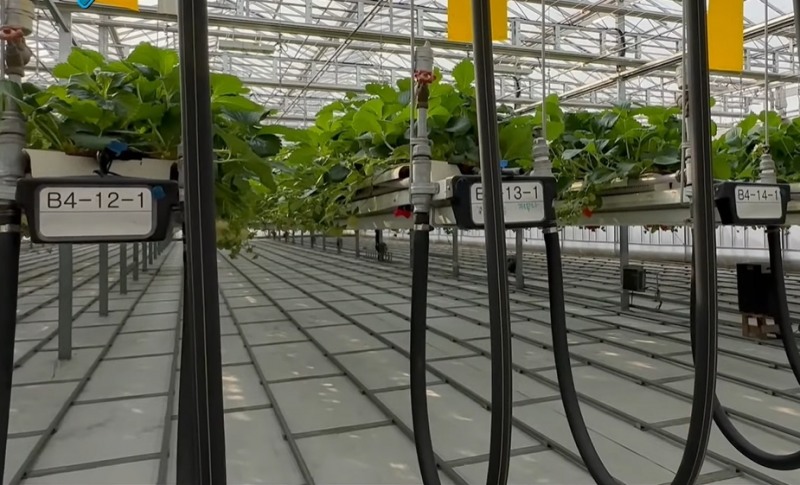 그린플러스의 딸기 재배 스마트팜.(사진=더넥스트뉴스)