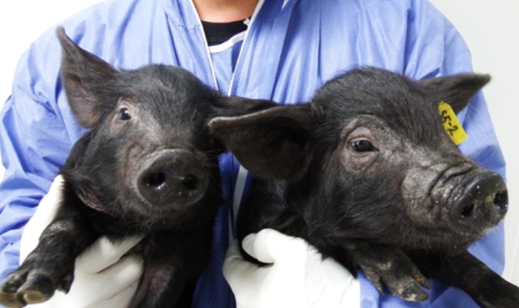 크로넥스가 생산한 미니피그.(사진=크로넥스 제공)