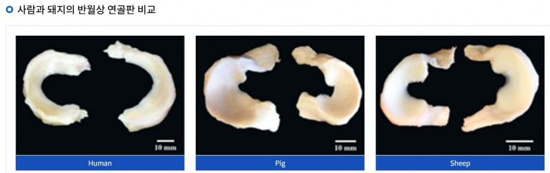 사람과 돼지의 반월상 연골판 비교.(사진=크로넥스 제공)