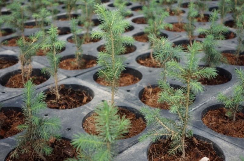 수프로가 키우는 묘목.(사진=수프로 제공)
