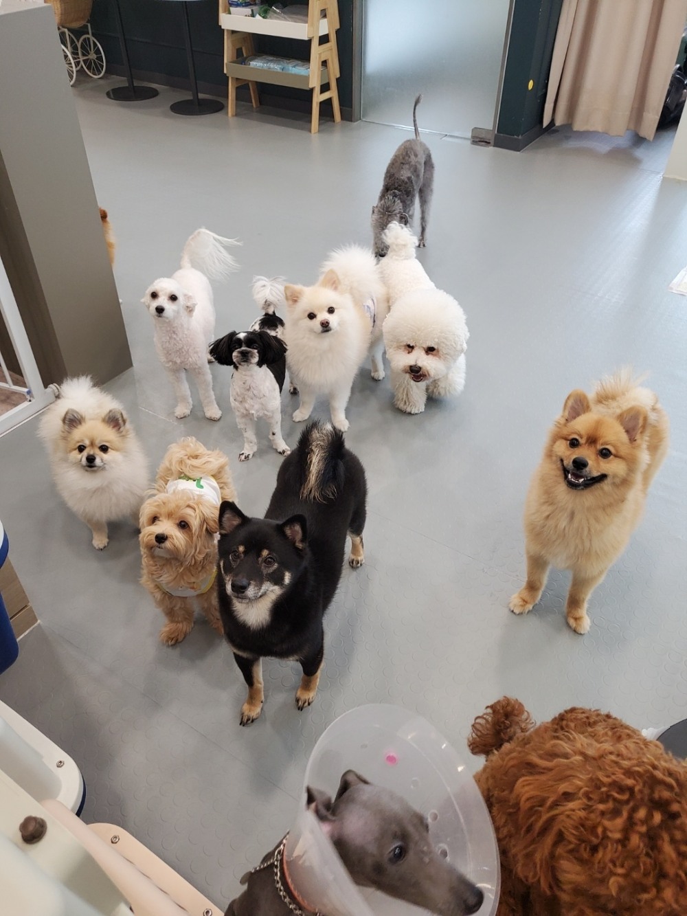 바우월드 애견미용 유치원 사업 창업 론칭