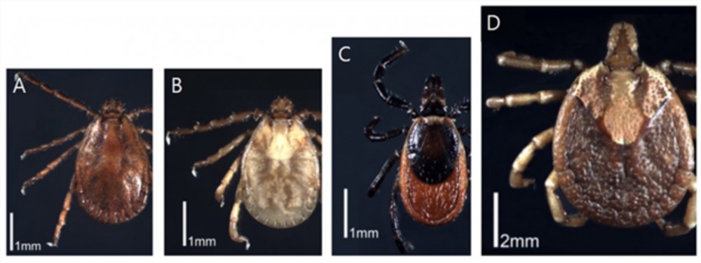 〈SFTSV 매개 참진드기〉
(A:작은소피참진드기, B:개피참진드기, C:일본참진드기, D:뭉뚝참진드기) / 이미지 출처 : 질병관리청