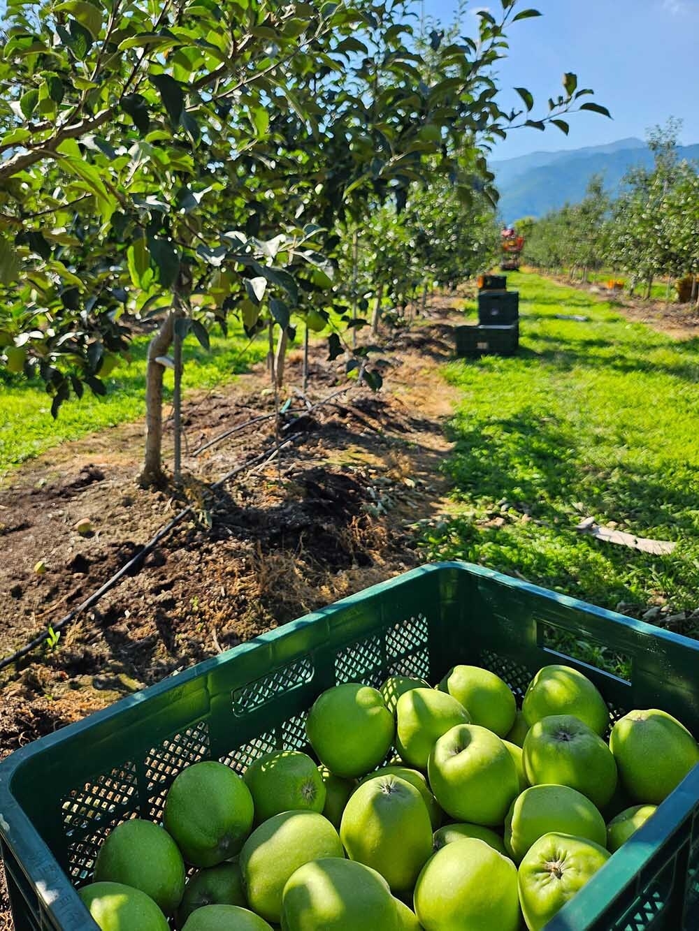 쿠팡, 햇사과 50t 매입해 할인 판매…”사과값 잡는다”