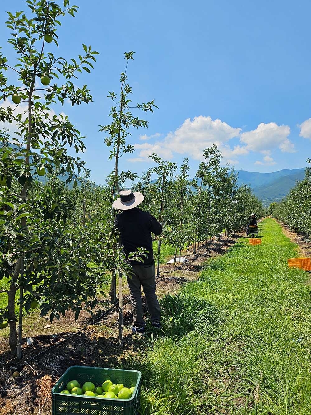 쿠팡, 햇사과 50t 매입해 할인 판매…”사과값 잡는다”