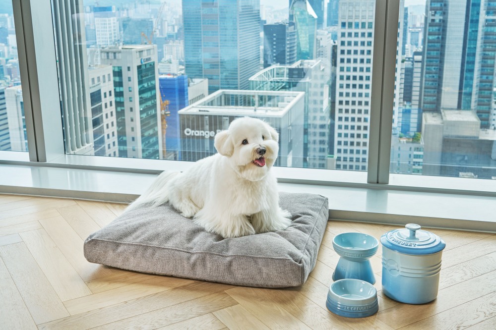 조선 팰리스, ‘나이트 아웃 위드 마이 펫 시즌4’ 패키지 선봬…‘반려견과 함께 웰빙 호캉스’