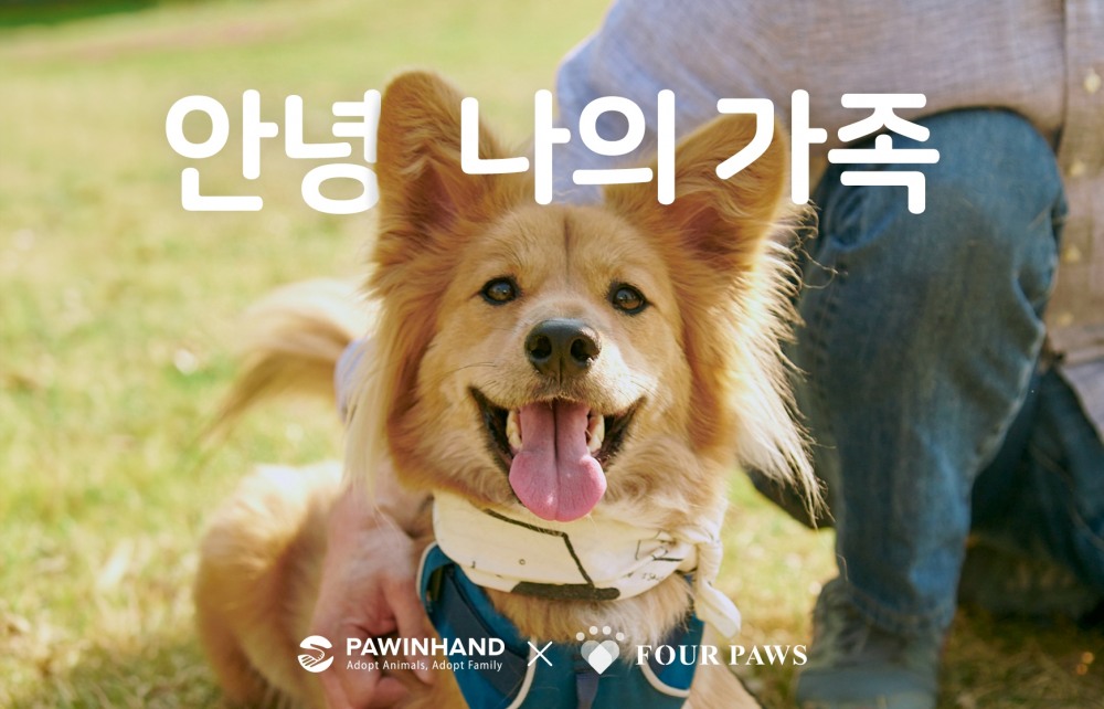 반려동물 장례식장 포포즈, 포인핸드와 유기 동물 안녕을 위한 기부 캠페인 진행