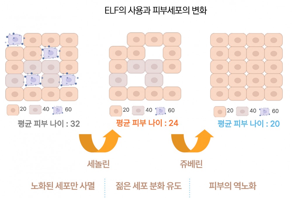 남홍길 박사 참여 리버스에이징홀딩스, 세계 최초 '세포군 역노화' 화장품 출시