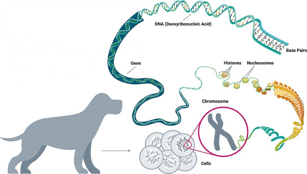 UK’s Royal Hound Leads Innovation in the Global Market with Anti-toxin Pharmaceutical Technology