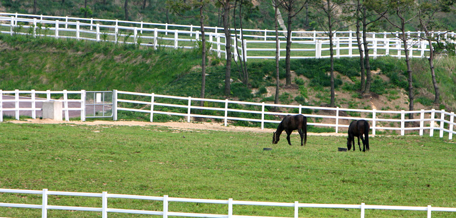 장수목장 초지에서 방목 중인 말