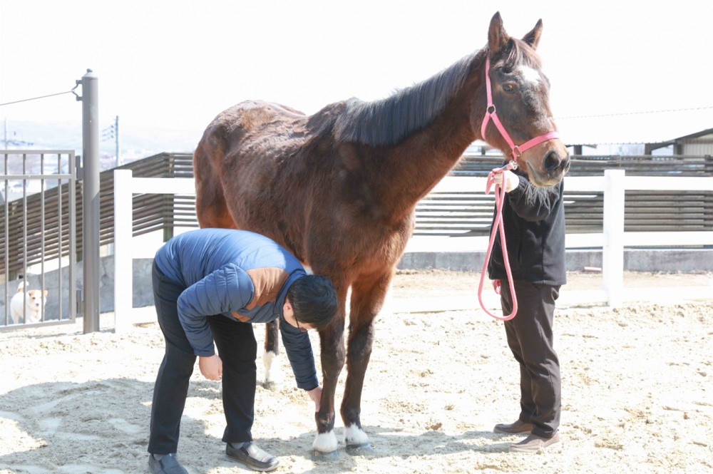 임시보호소에서 마사회 장수목장으로 이동하는 유니콘