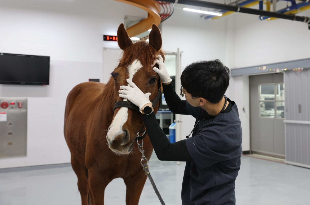 렛츠런파크 부산경남, 산불 피해 대피한 소똥구리마 돌본다