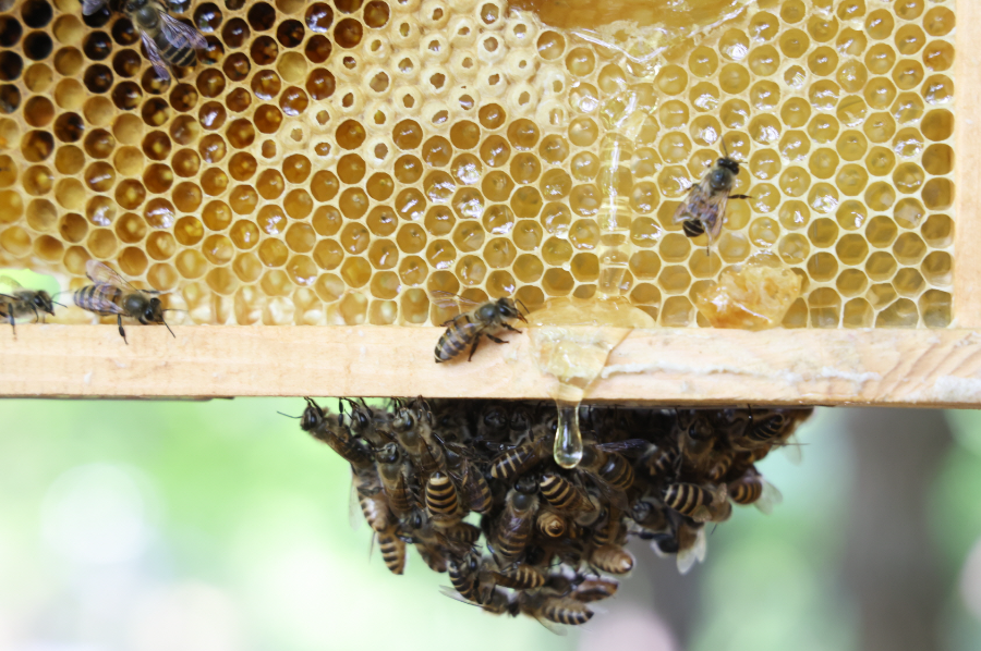 LG, 지속 가능한 생태계 조성을 위한 토종 꿀벌 프로젝트