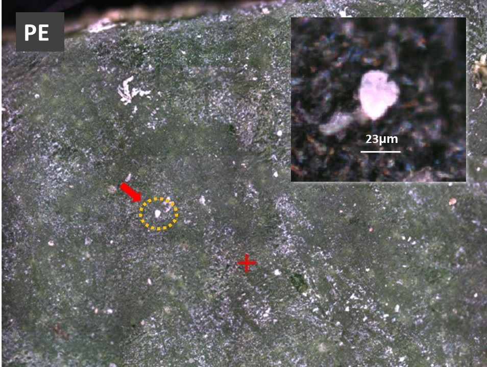 식물 잎 표면에서 검출된 폴리에틸렌(PE) 사진(서울시청 제공)