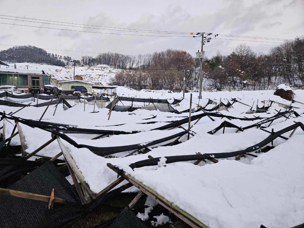 농가 폭설피해