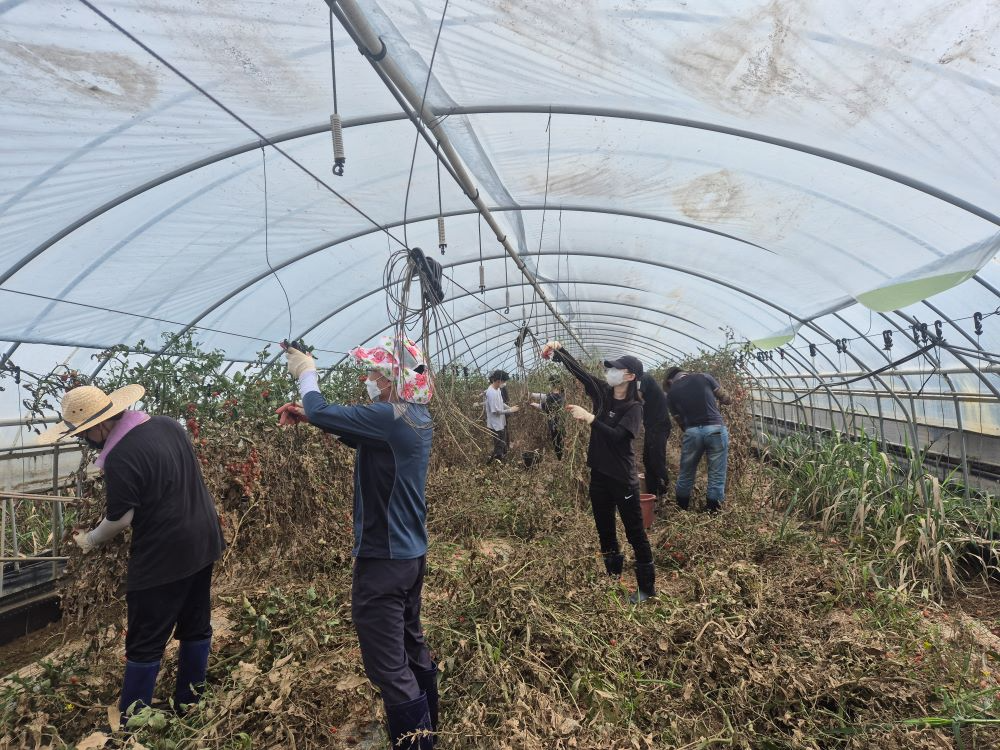 충남도 농축산국 직원 70여 명이 이번 수해피해농가를 방문해 복구활동을 펼쳤다.(충남도청 제공)