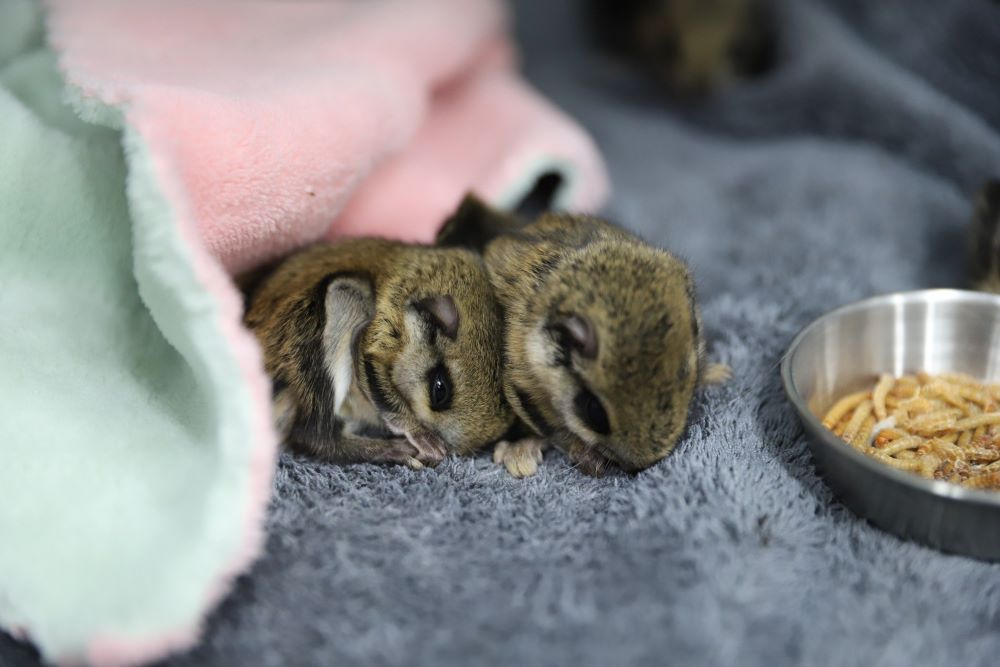 구조당시 하늘 다람쥐 모습