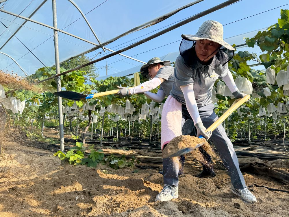 양주시의회 윤창철 의장이 가평군 포도농장을 찾아 수해복구 작업에 힘쓰고 있는 현장사진 (양주시의회 제공)