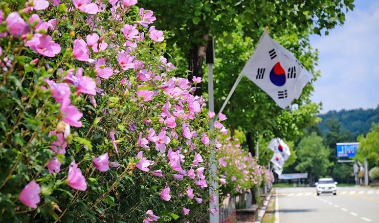 대전시 국립대전현충원 무궁화길(대전시 제공)