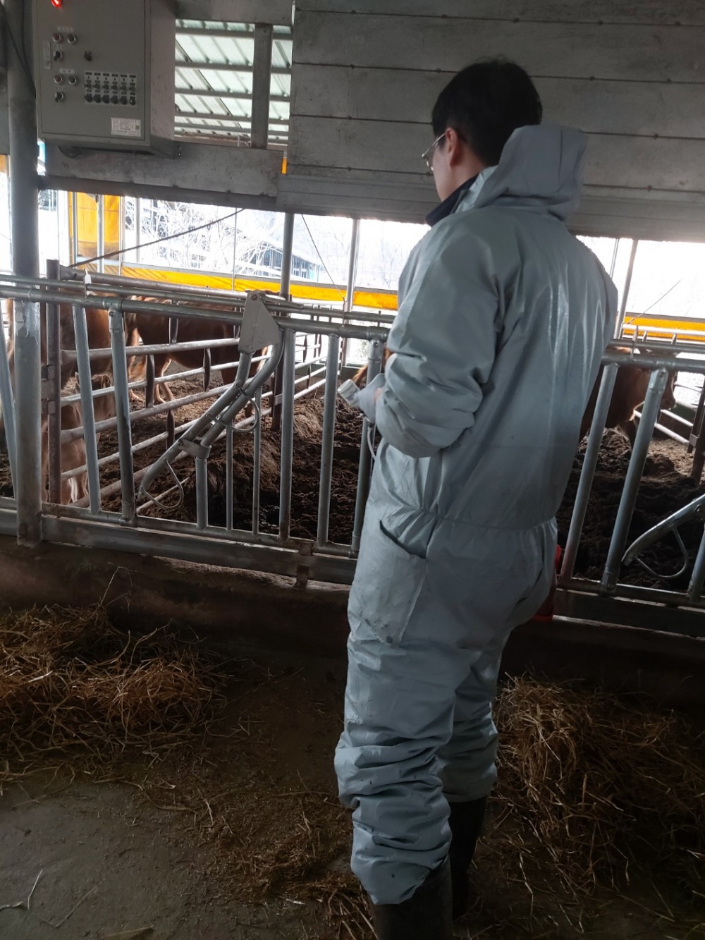 구제역 백신 일제접종 실시