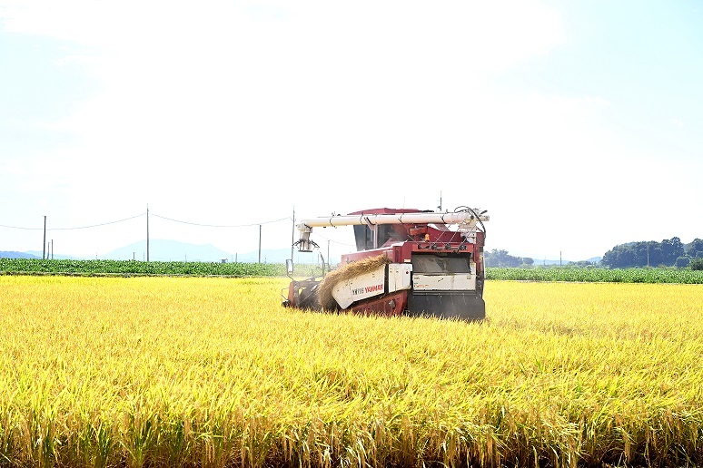 남북 교배 품종인 평원벼