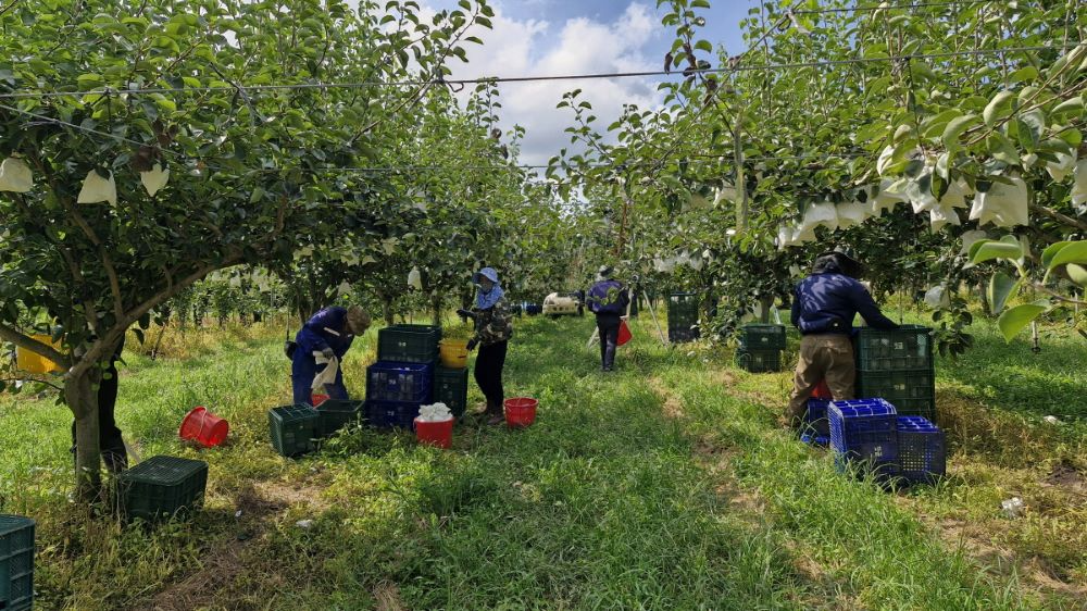 아산시, 신품종 초록배 ‘그린시스’ 본격 수확…추석 앞두고 소비자 만난다