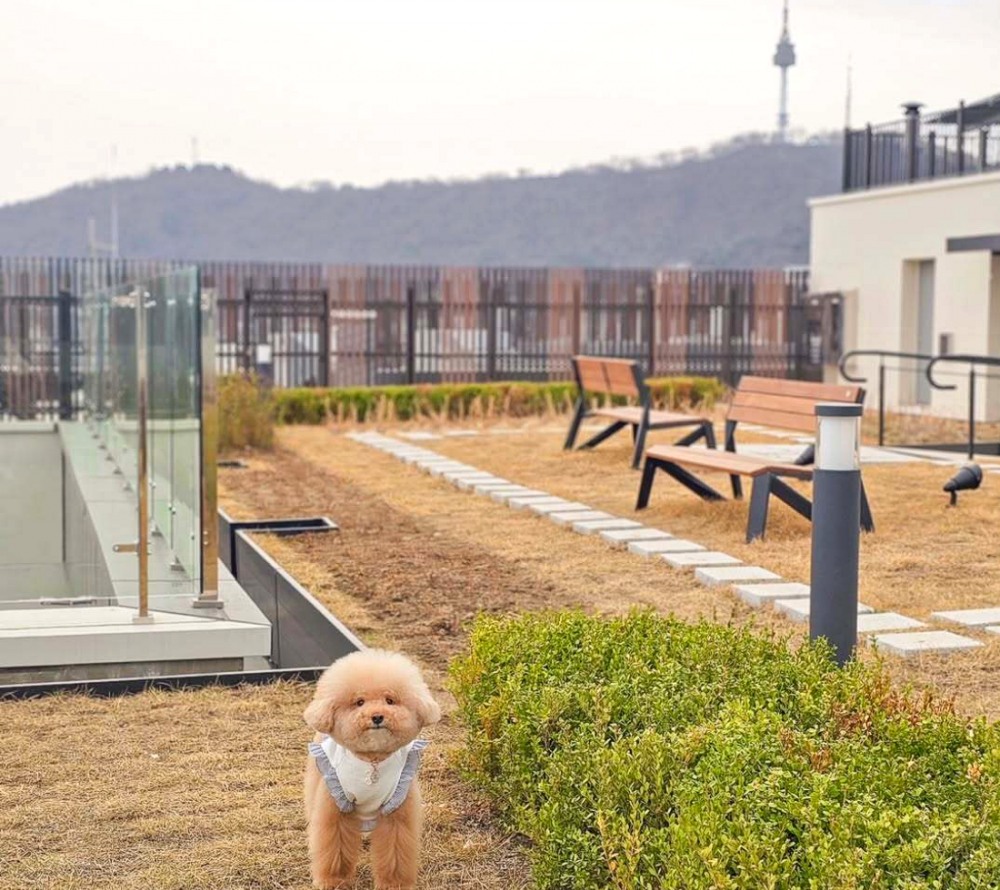 호텔 더 보타닉 세운 명동, 멍캉스 패키지 눈길…‘도심 속에서 반려견과 함께 즐기는 호캉스’