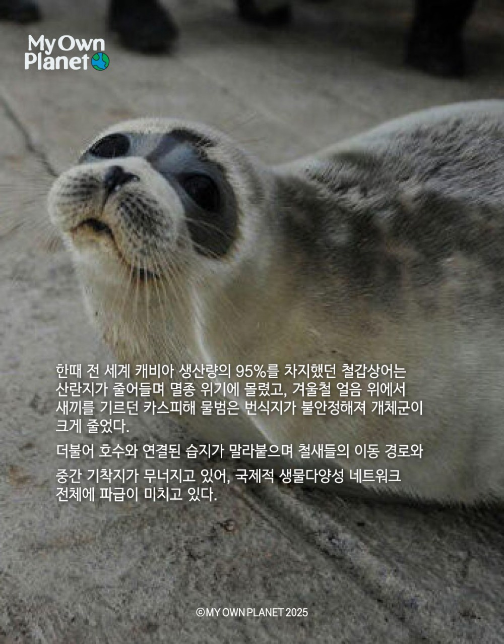 마이 오운 플래닛(My Own Planet) 기후 행동 실천 캠페인 ⑧ “거대한 호수, 카스피해가 마르고 있다”