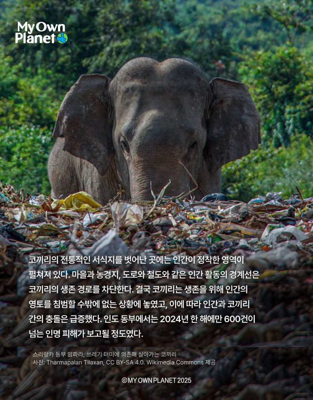 마이 오운 플래닛(My Own Planet) 기후행동 실천 캠페인 ⑪ “코끼리 무리의 생존을 위한 여정”