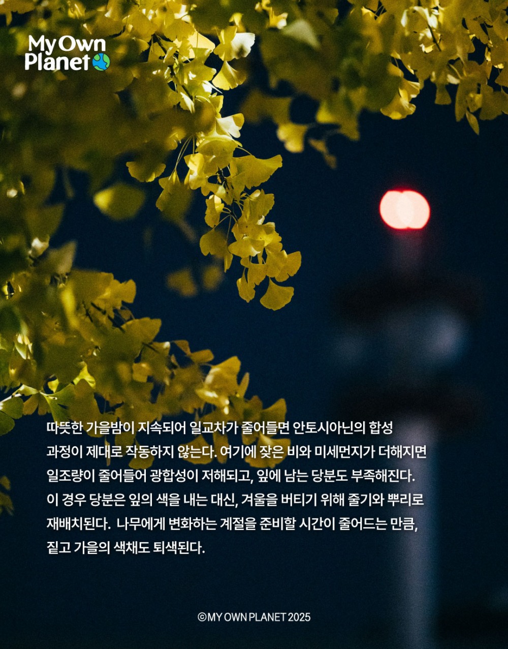 마이 오운 플래닛(My Own Planet) 기후행동 실천 캠페인 ⑫ “가을 단풍의 색채가 옅어지는 까닭"