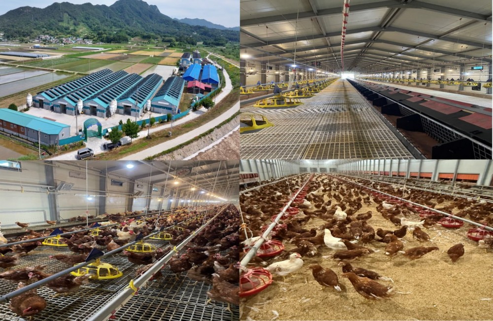 프레시파머, 국내 최대 유기농 농업법인 강변축산과 손잡고 ‘기능성 유기농 계란’ 라인 대규모 확대