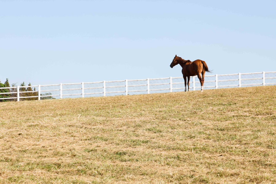 안성팜랜드에서 여생을 보내고 있는 제1호 명예경주마 청담도끼