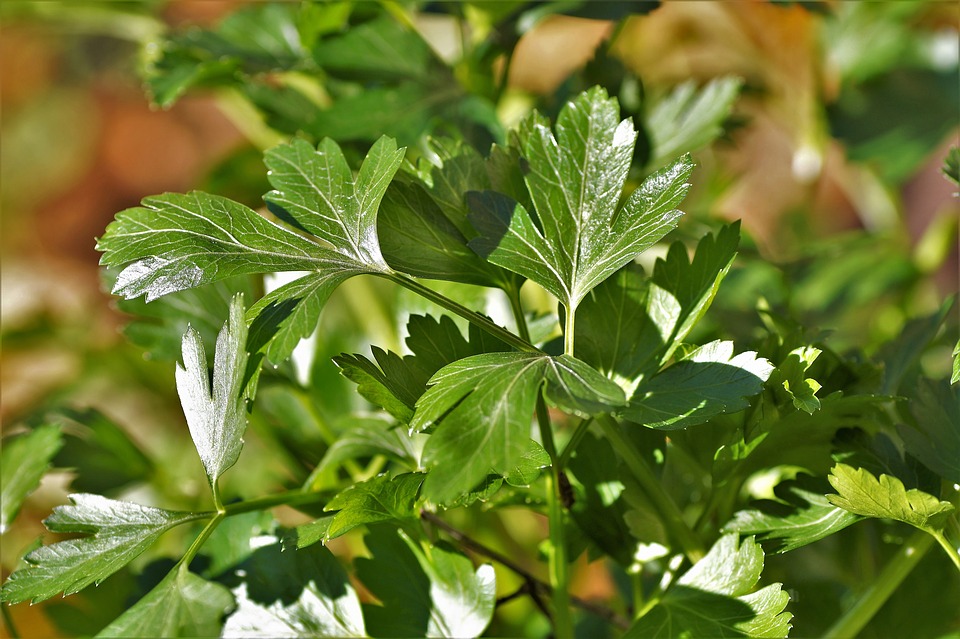 오일만주스