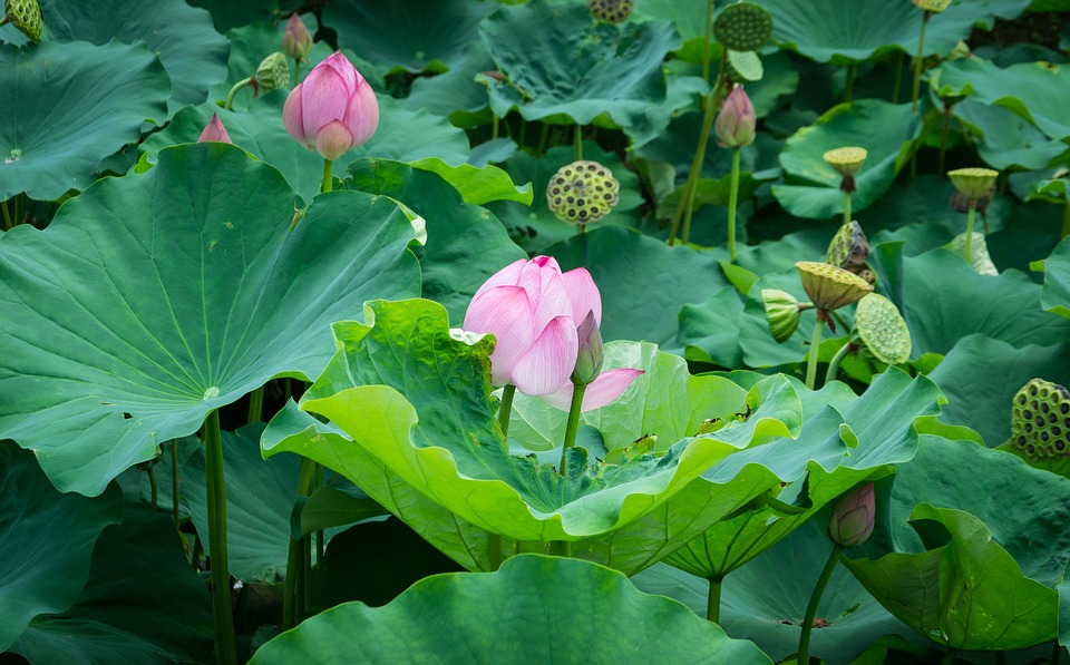 연자육