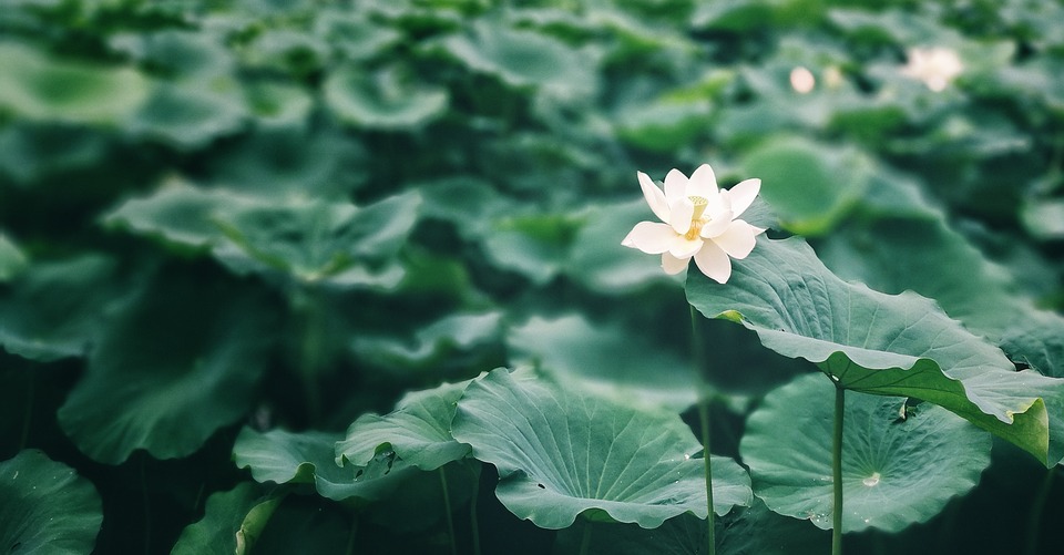 연자육