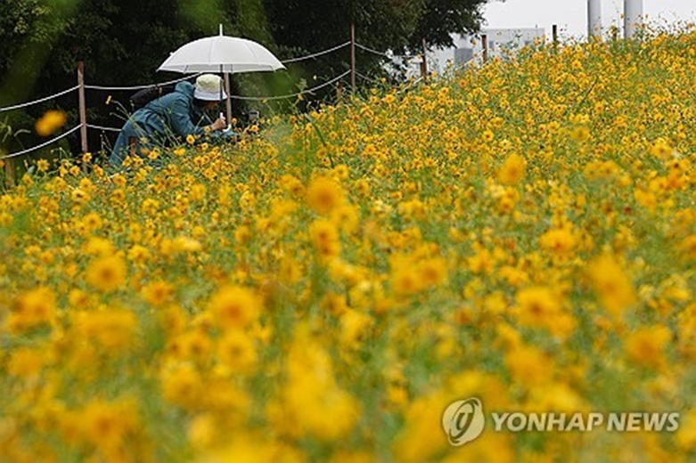 코스모스와비(연합=사진제공)