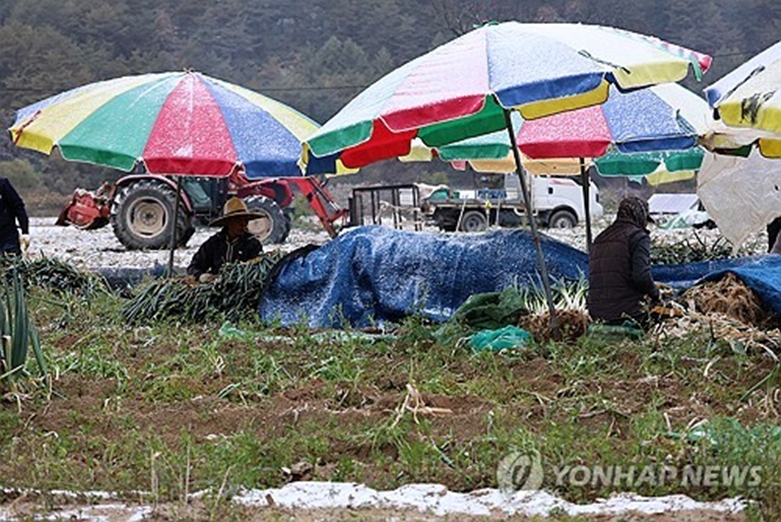 첫눈 내린 고랭지…대파 수확 서두르는 농민들(사진=연합)
