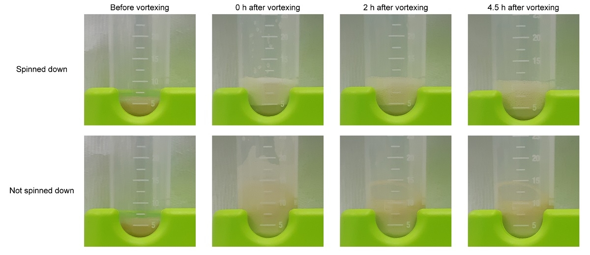 미생물 용해물의 거품 형성 능력 및 머랭 쿠키 제작 예시