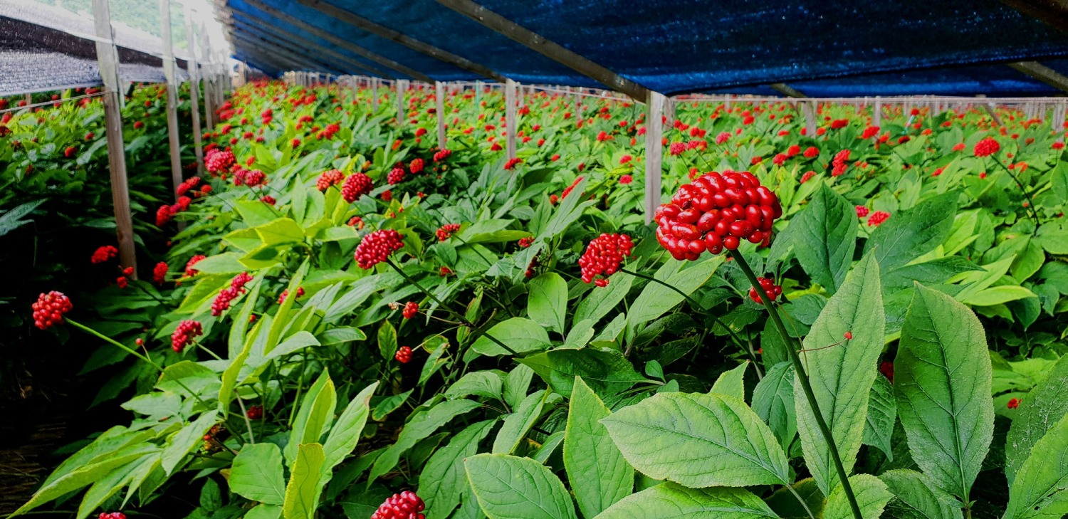 금산 인삼딸(인삼씨앗초기)