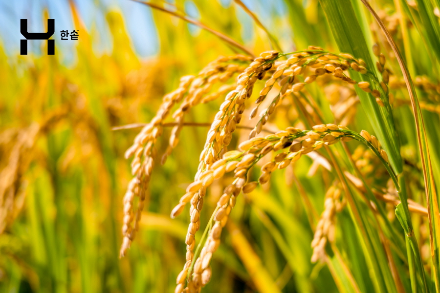 한솥도시락, 환경보호·상생경영 가치 담긴 ‘2024 햅쌀’ 전 가맹점에 공급