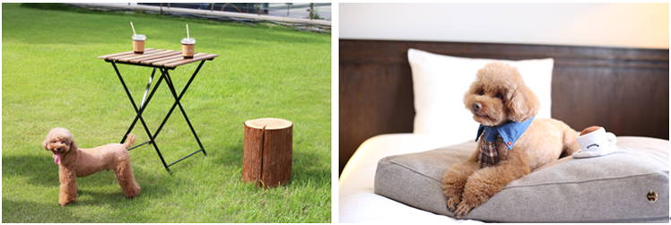 왼쪽부터 펫 프렌들리 야외 공간 ‘펫 그라운드’와 반려견 동반 객실 ‘펫 프렌들리 룸’